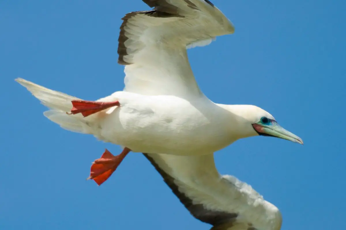 A red-footed booby on flight.