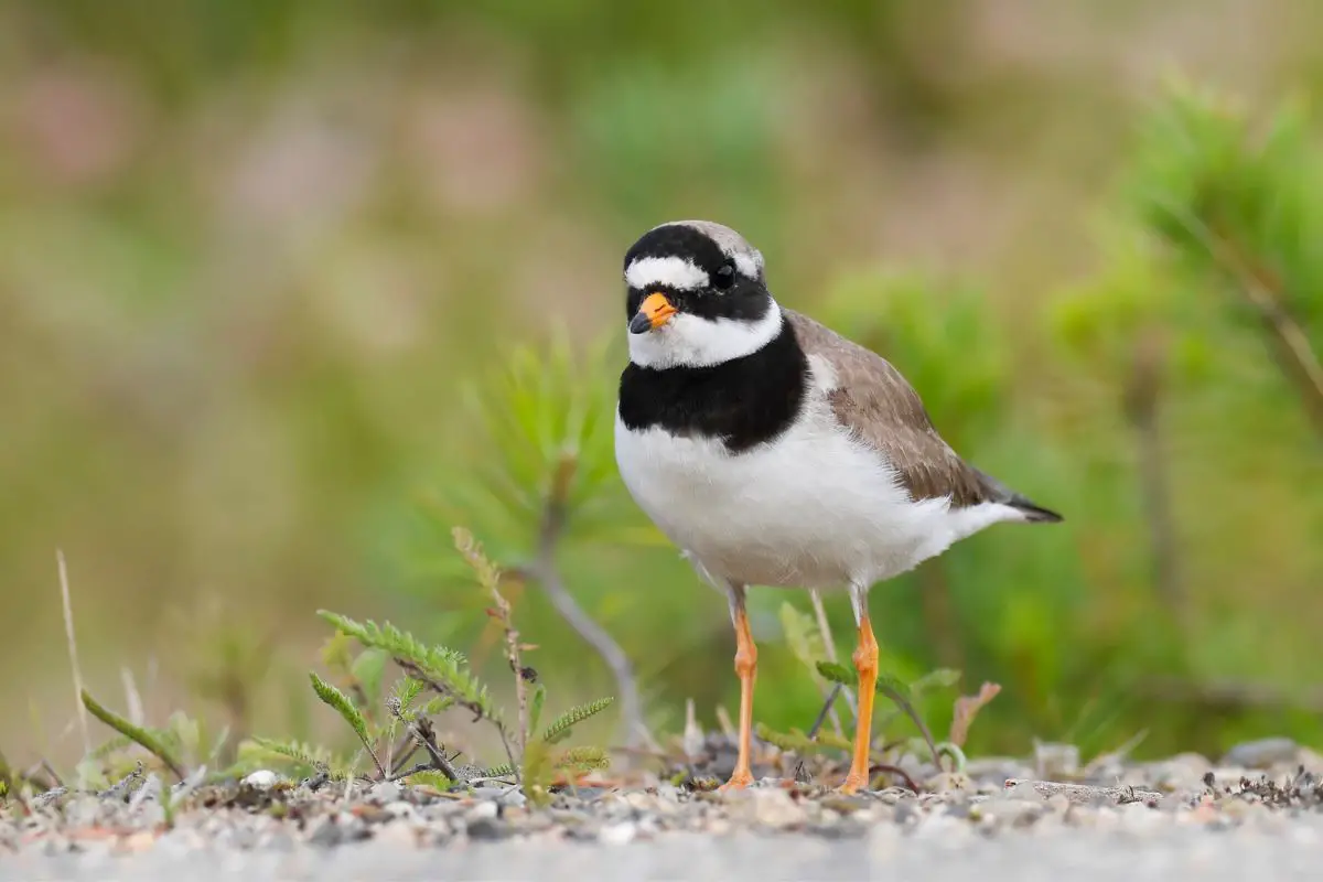 A ringed plover in typical habitat.