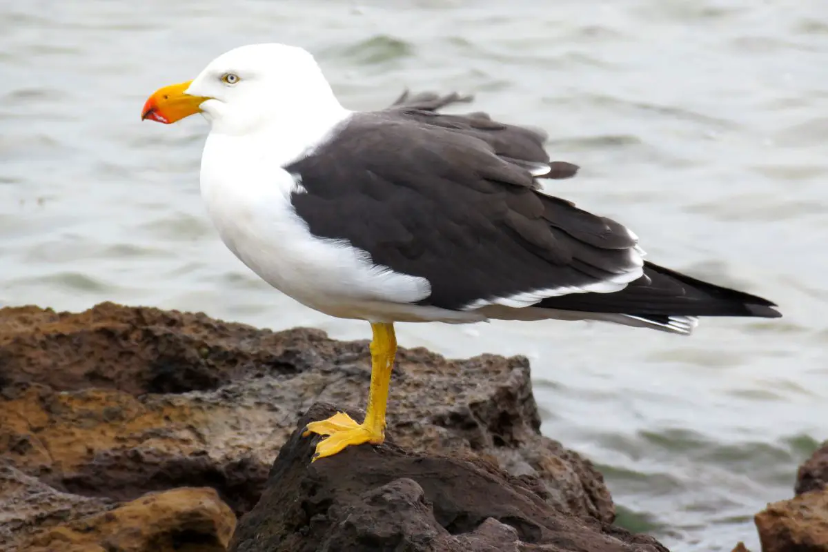 An albatross resting on the rocks.
