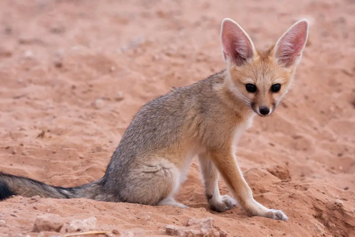 Vulpes Chama sitting on the sand.
