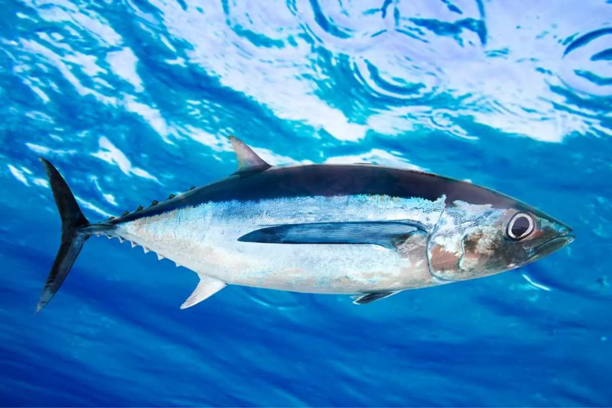 Albacore tuna fish Thunnus Alalunga underwater ocean.