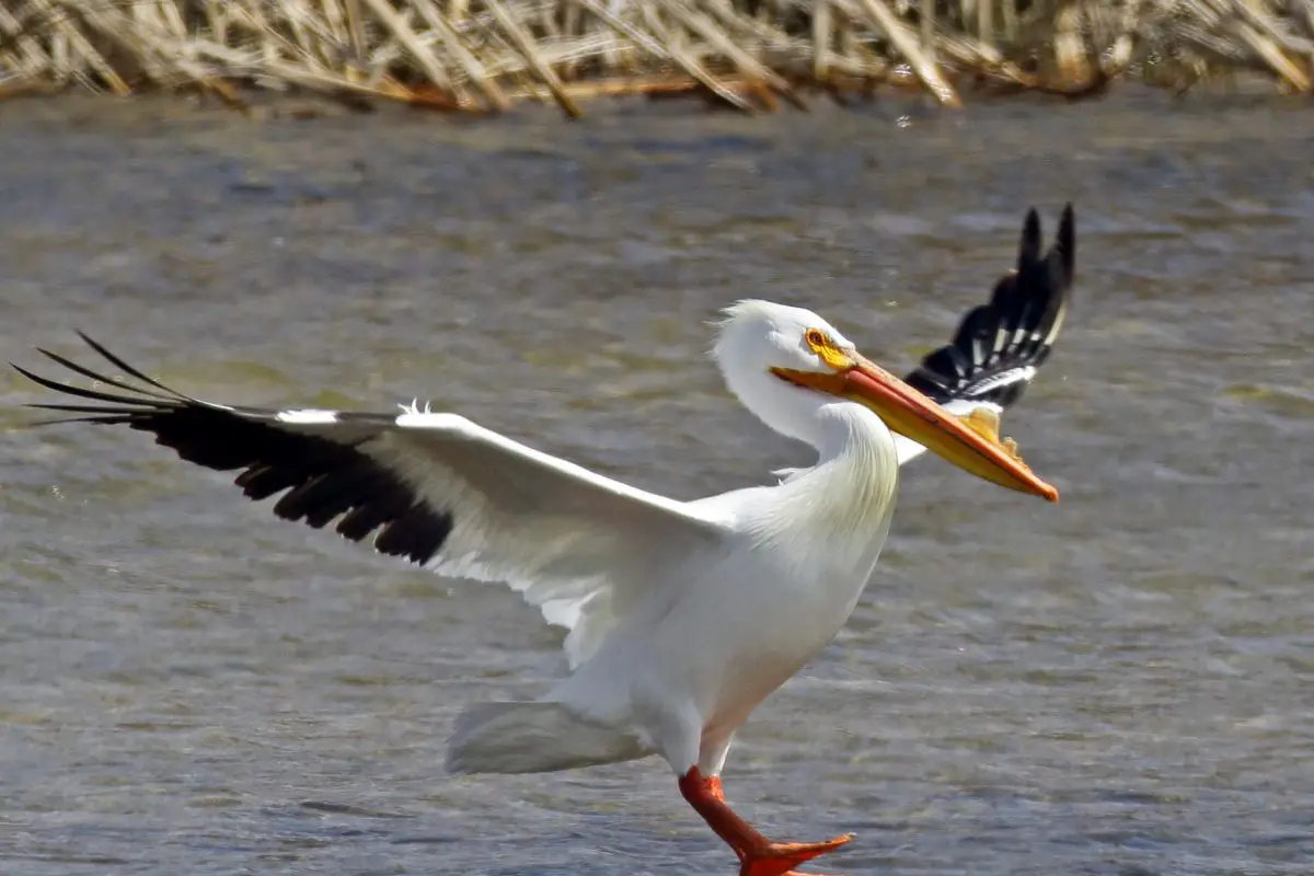 American White Pelican with open wings.