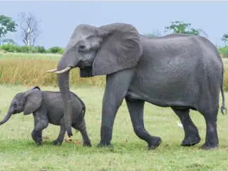 African bush Elephants on the green grass.