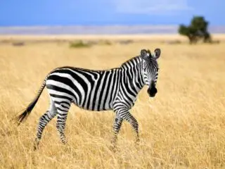 Zebra at masai mara close-up shot.