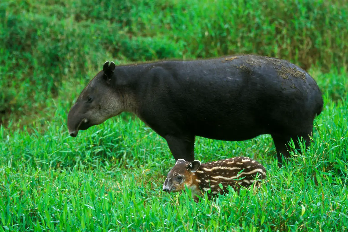 Female and young Baird's Tapir.
