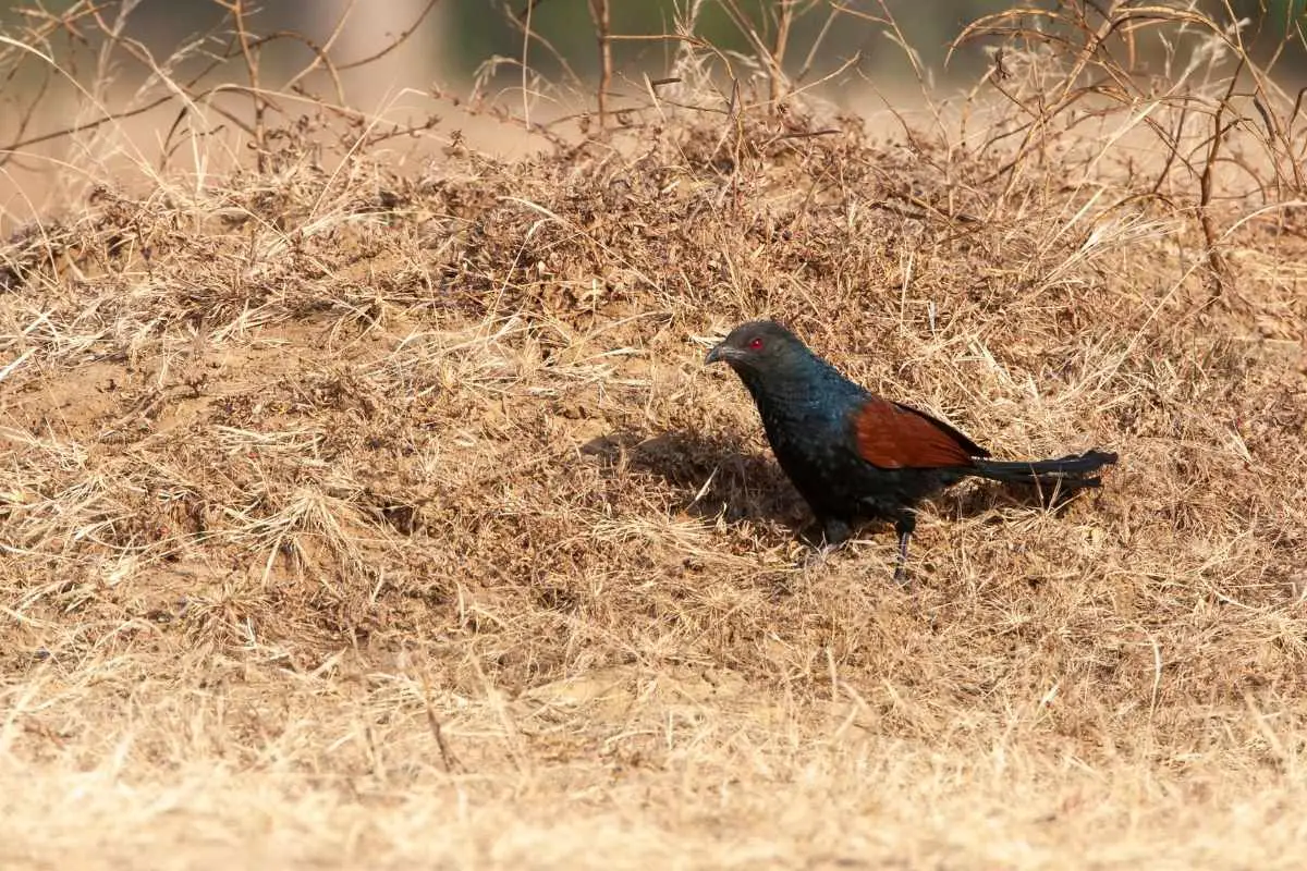 Black Coucal standing on the ground.