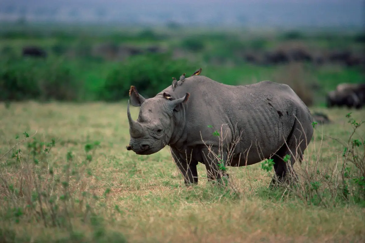 Portrait shot of Black Rhinoceros in grassland.