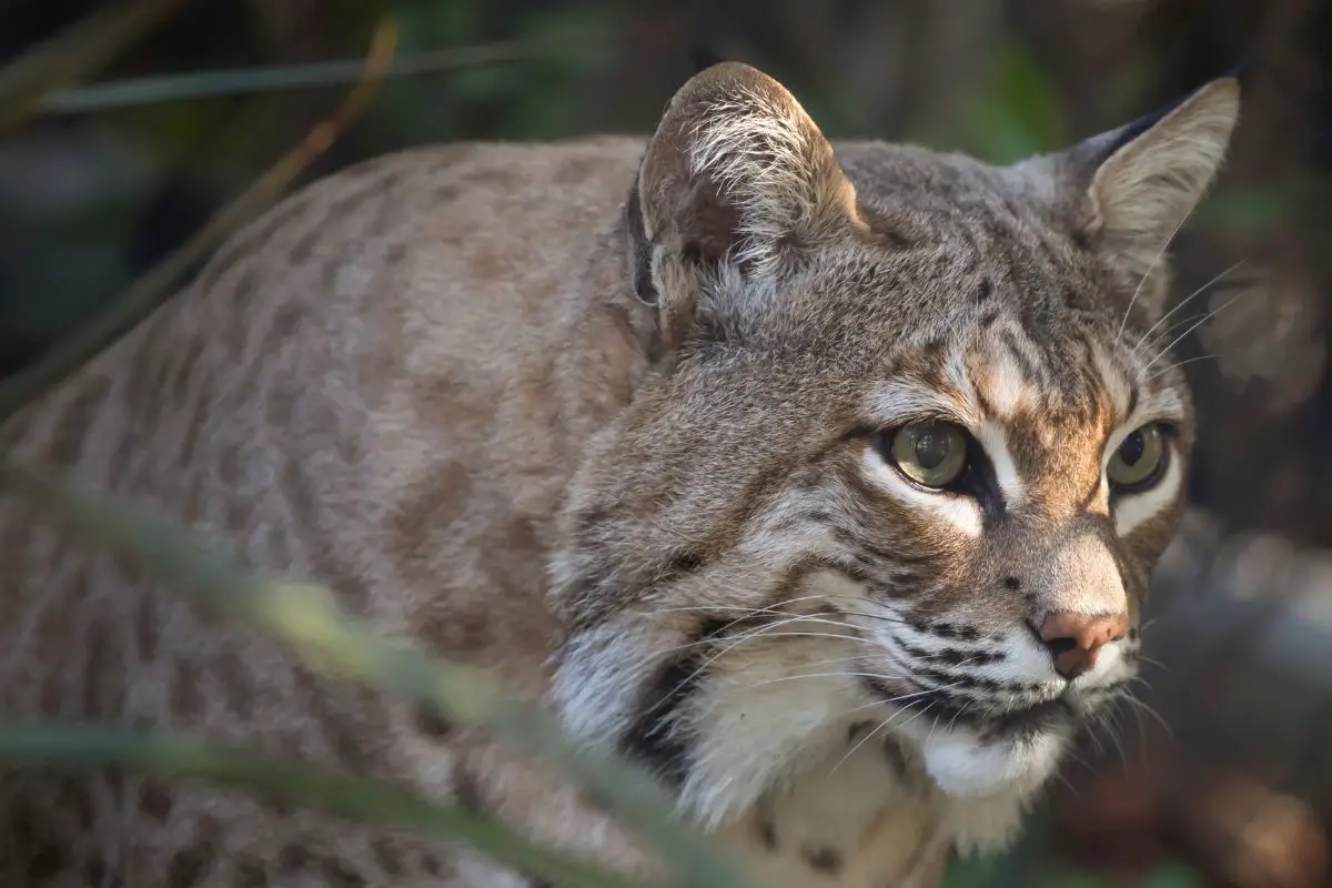 Bobcat (Lynx rufus) american mammal of the cat family.