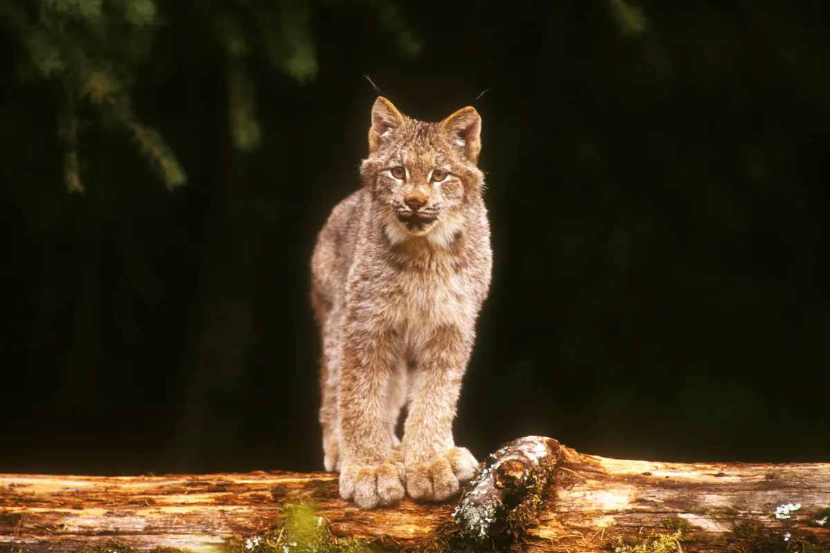 Canada Lynx (Lynx canadensis) standing on a log.