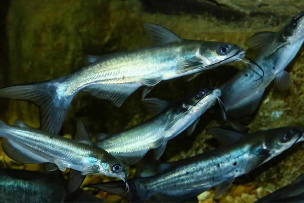 The channel catfish (Ictalurus punctatus), invasive species in Spain.