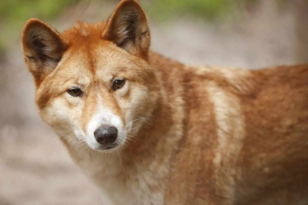 A close-up shot of cute Dingo.