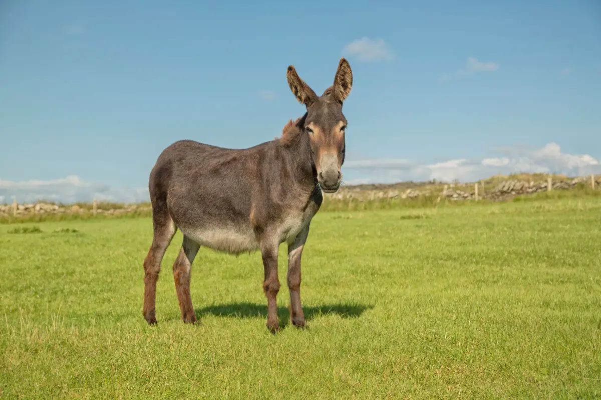 Donkey on the green field.