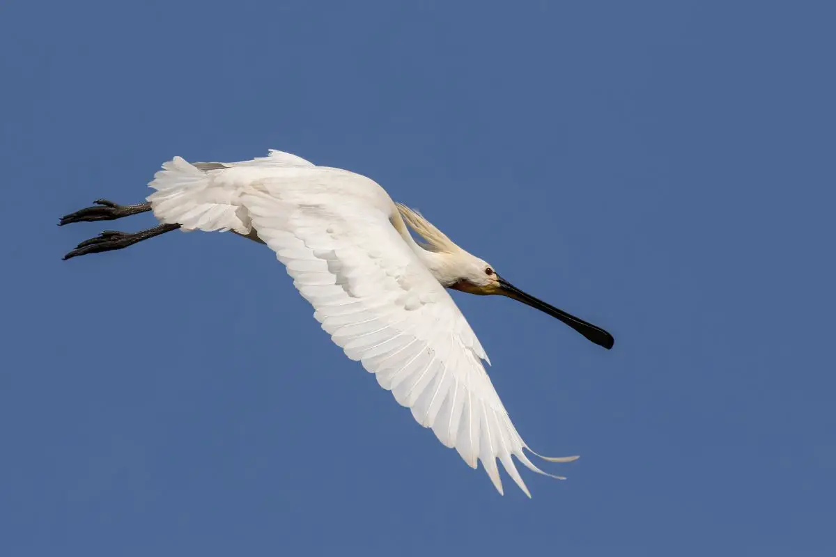 Eurasian Spoonbill in flight with a blue sky.