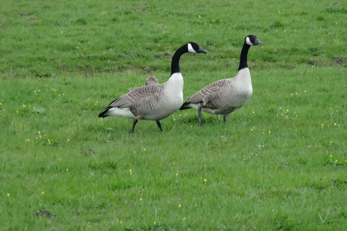 A Geese on the green field.