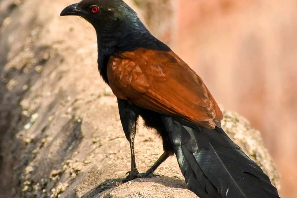 Greater Coucal walking on the wall.