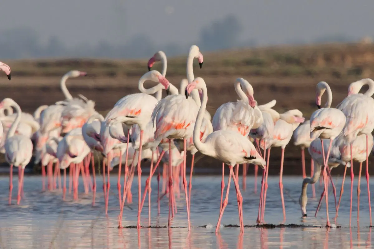 Greater Flamingos foraging in shallow water.