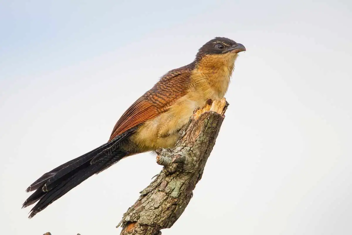 Green-billed Coucal with a sky background.