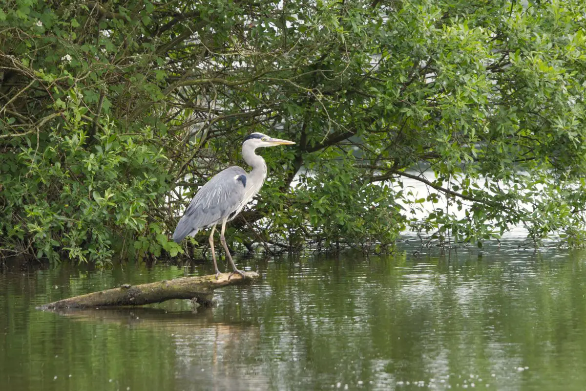Grey Heron standing on a wood.