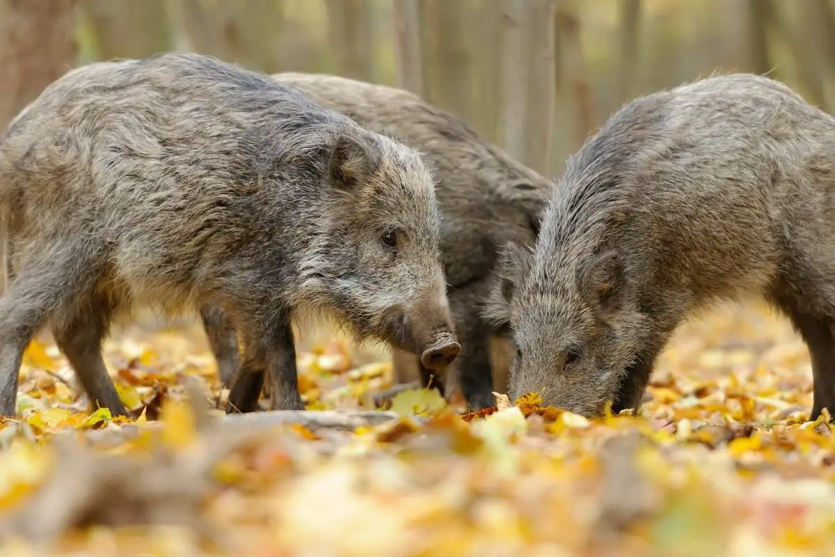 Group of wild boars foraging.