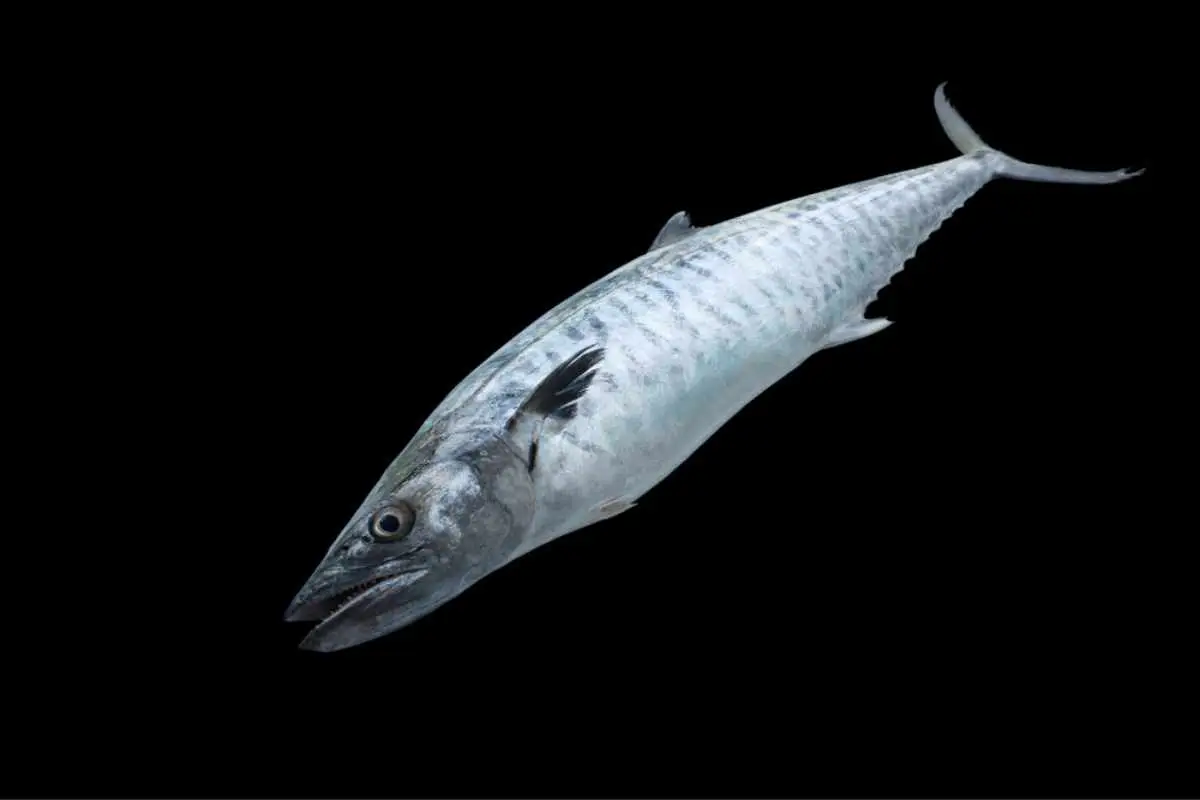 Fresh king mackerel fish isolated on the black background with clipping path.