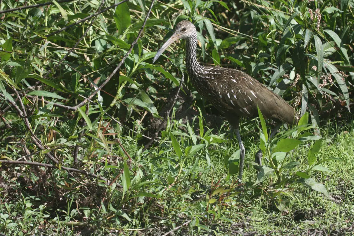 Limpkin is seen here standing close to the river.