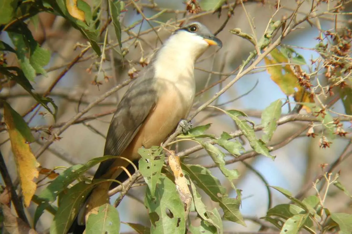 Mangrove Cuckoo relaxing in bush.
