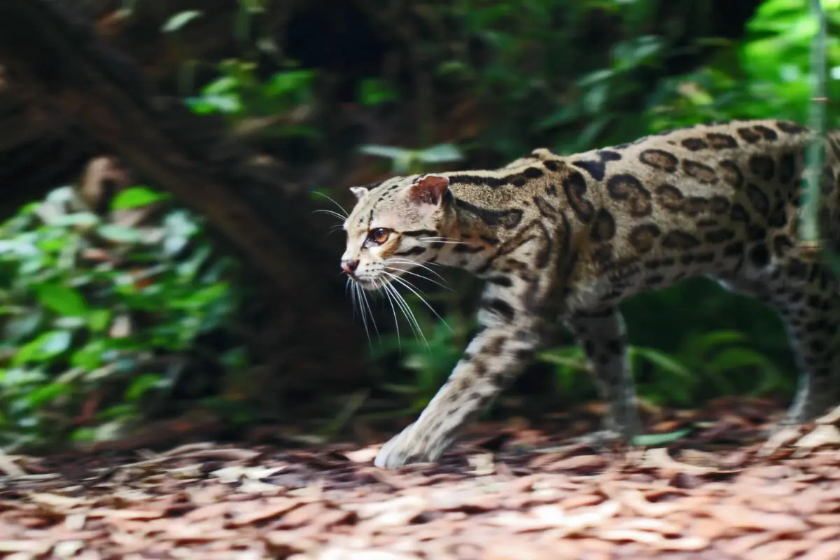 Margay (Leopardus wiedii) movement blur on paws.