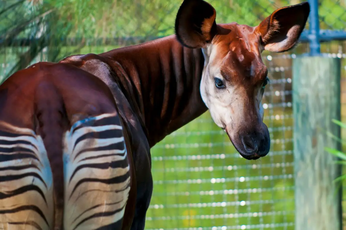 Okapis mammal in central Africa.