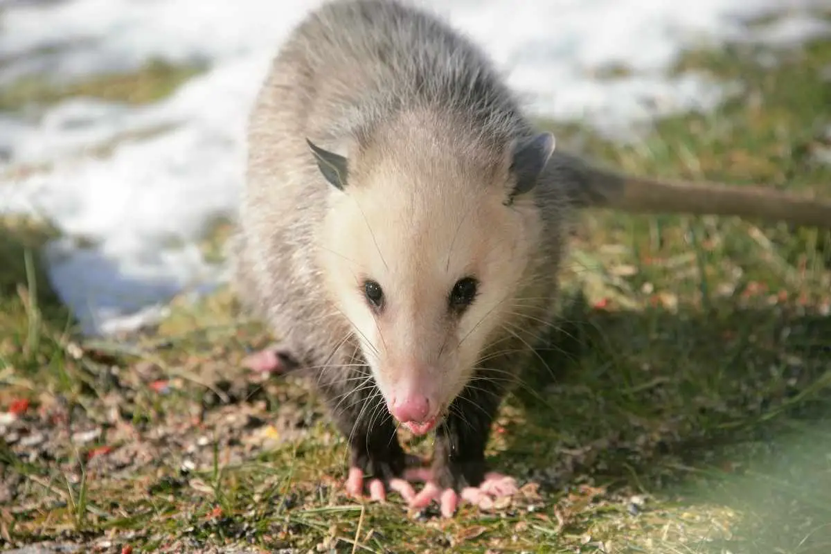 Opossums on the green grass.