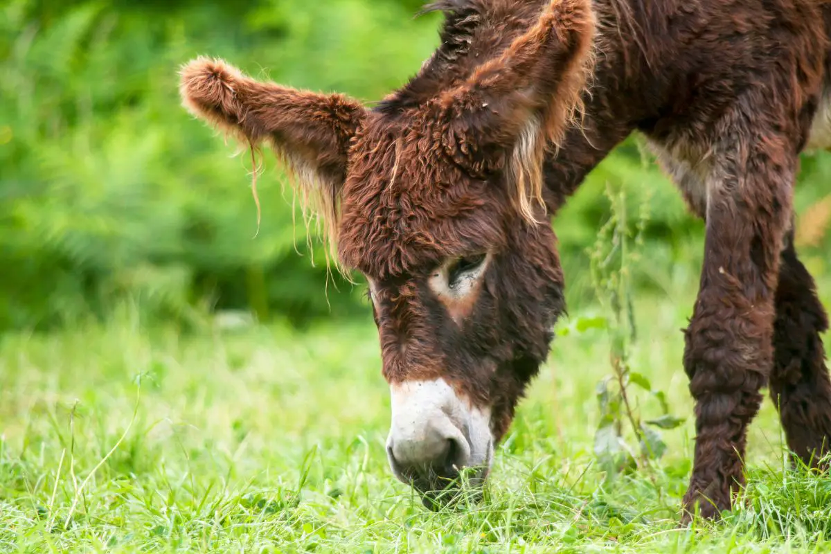 Poitou Donkey grazing grass.