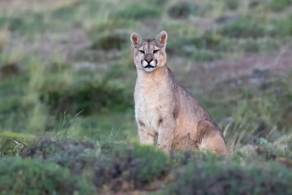 Puma (Puma concolor) in national park Chile.