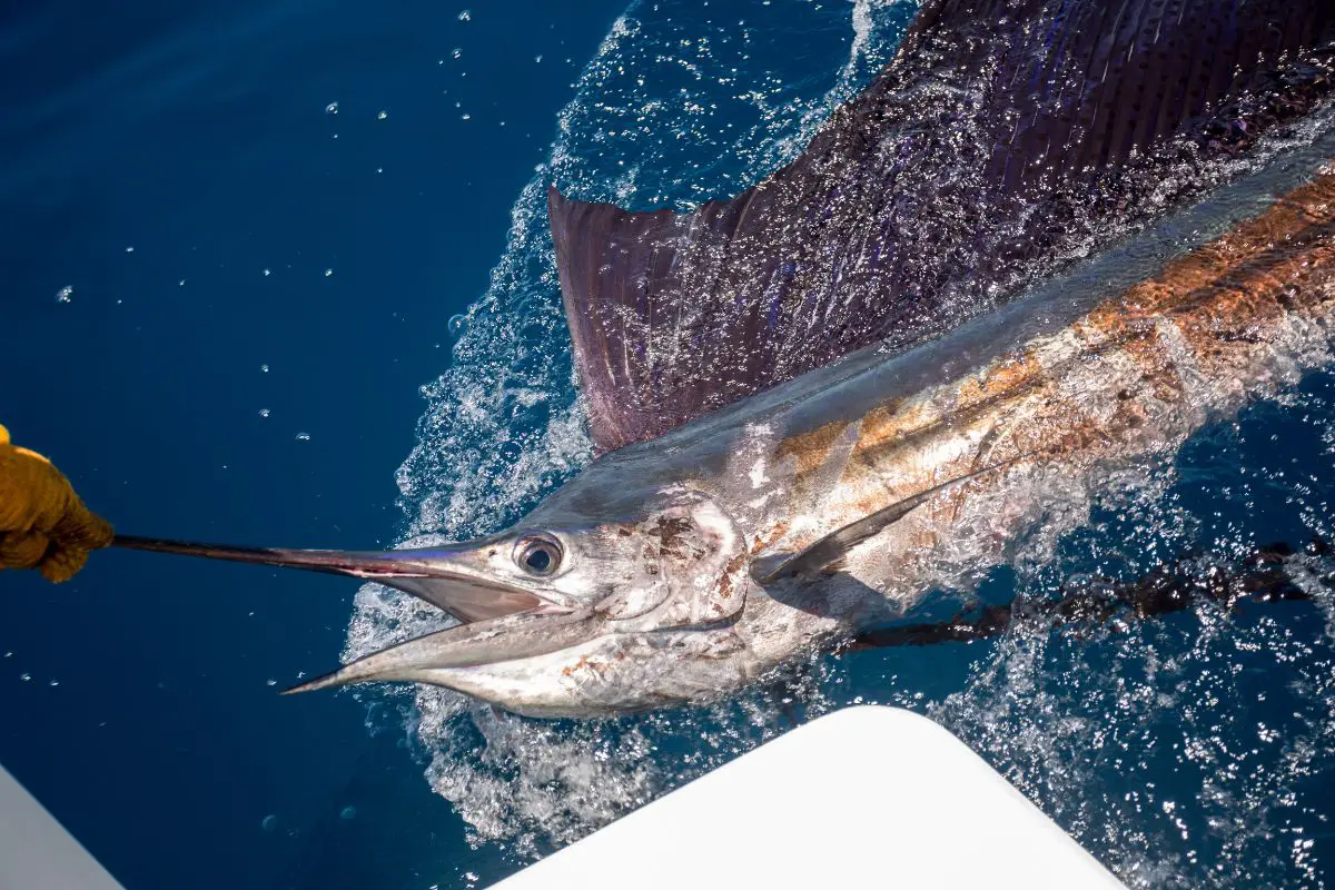 Sailfish near the boat for releasing.