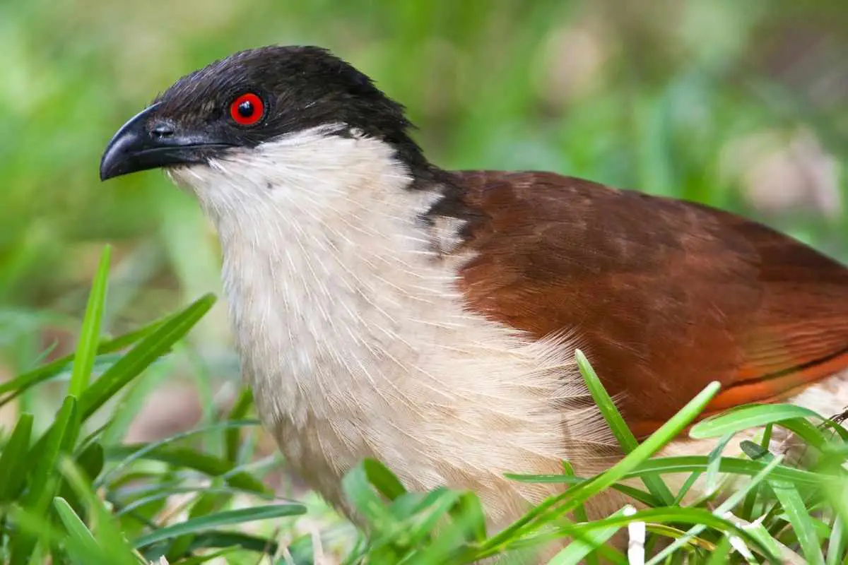 Senegal Coucal seen from close-up.