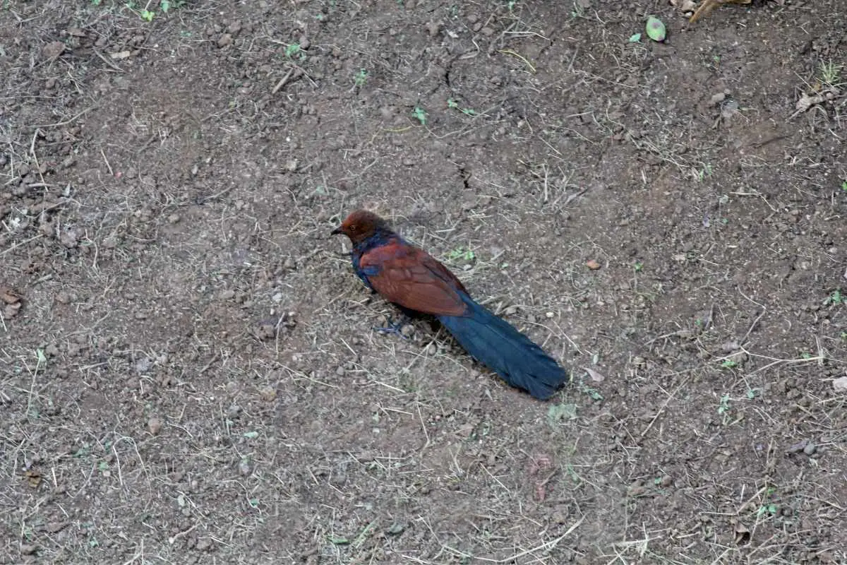 Short-toed Coucal on the ground.