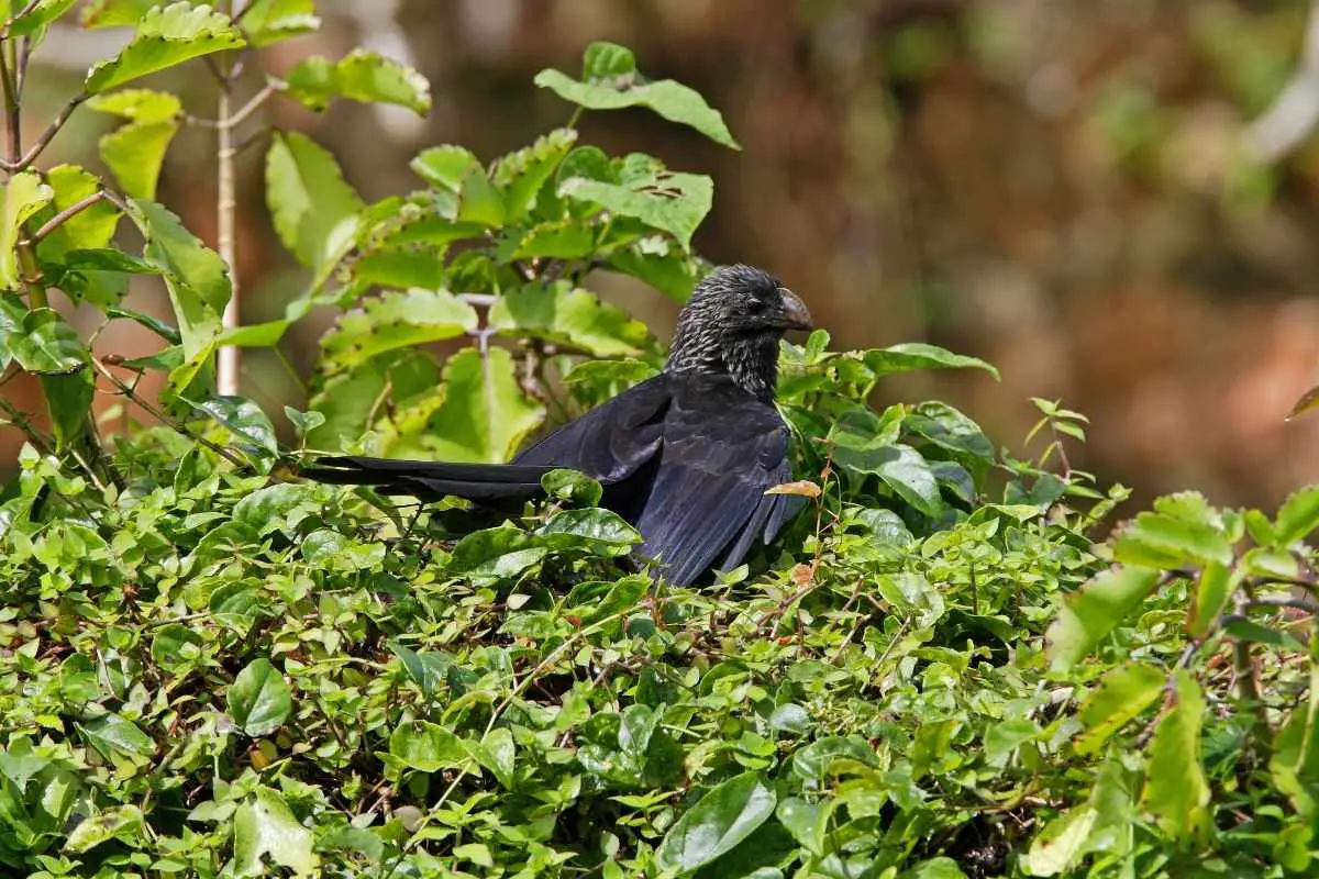 Smooth Billed Ani perched on ivy covered wall.