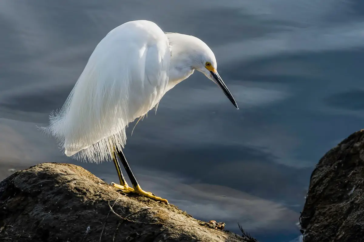 Snowy Egret on a favorite fishing spot.