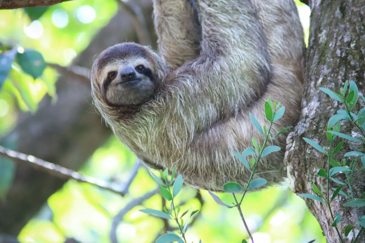 Three-toed Sloth hanging on the tree.