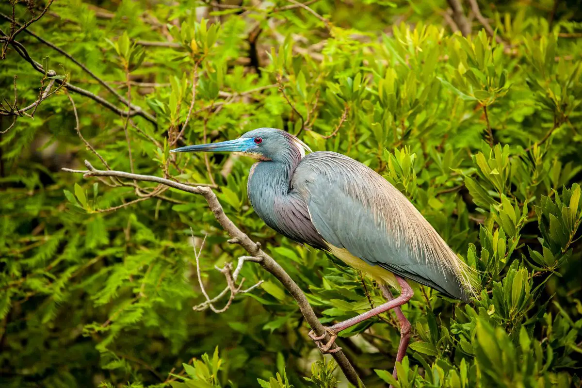 Tricolored Heron in breeding plummage sits on a tree