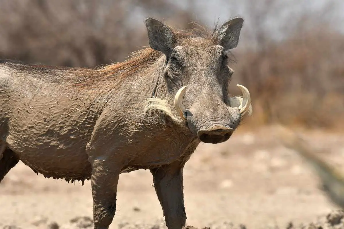 Warthogs drink from a water hole.