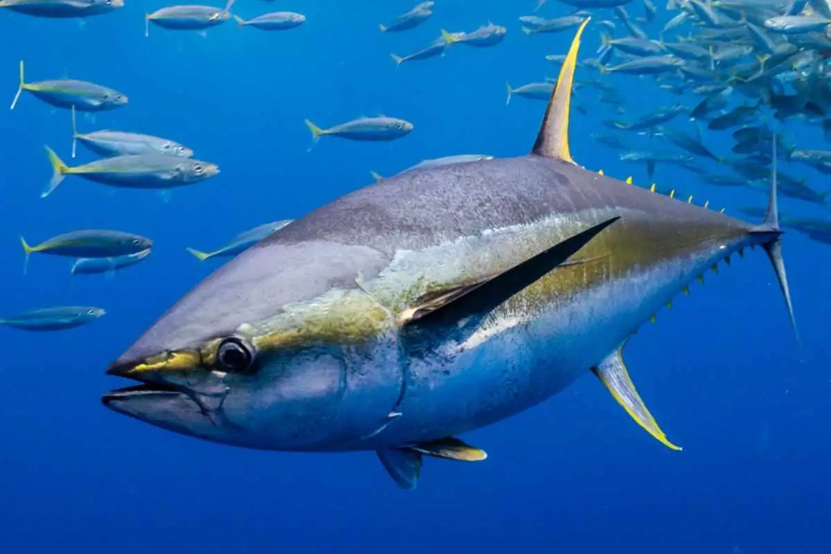 Yellowfin Tuna swimming in the blue.