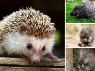 Photo collage of different angles of porcupines.