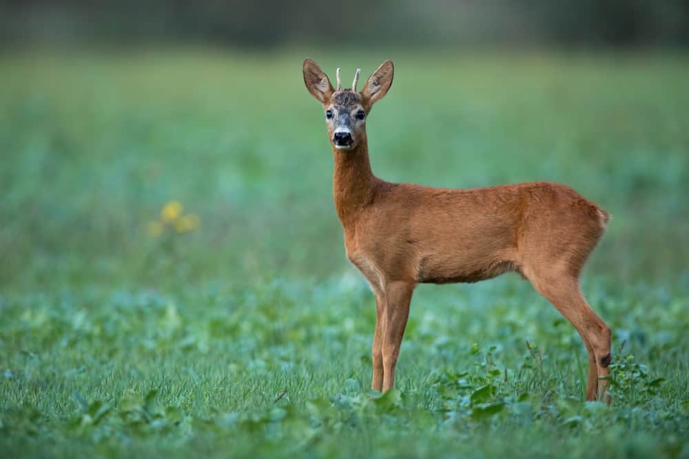 Roe deer