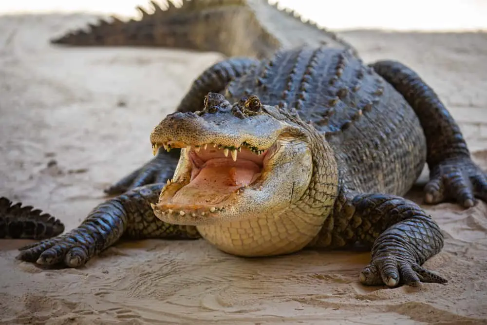 An American Alligator on a swamp sandy bank.