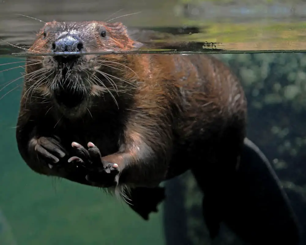 A close look at an adult beaver swimming.