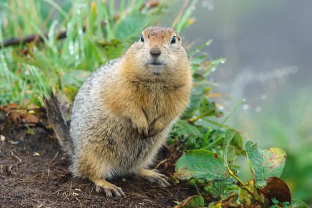 This is an adult gopher standing by the river.