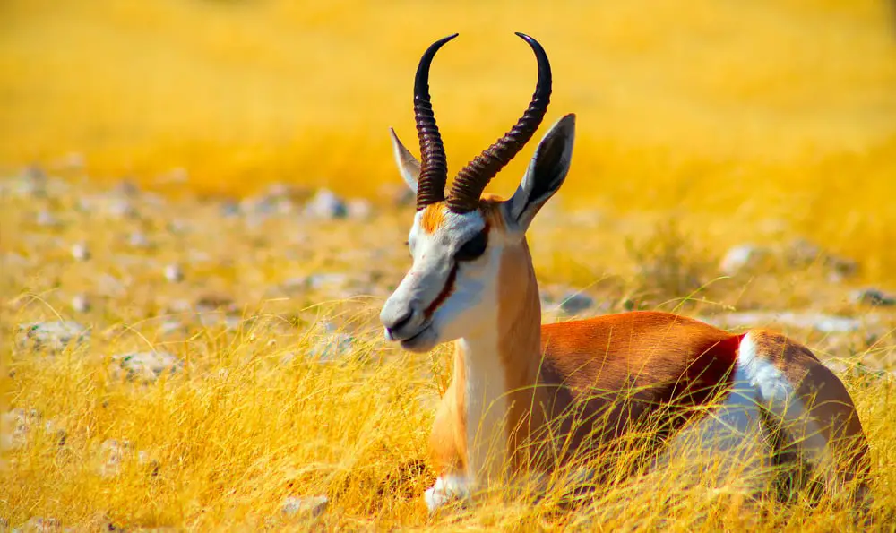 A close look at a medium-sized mature antelope on a grass field.