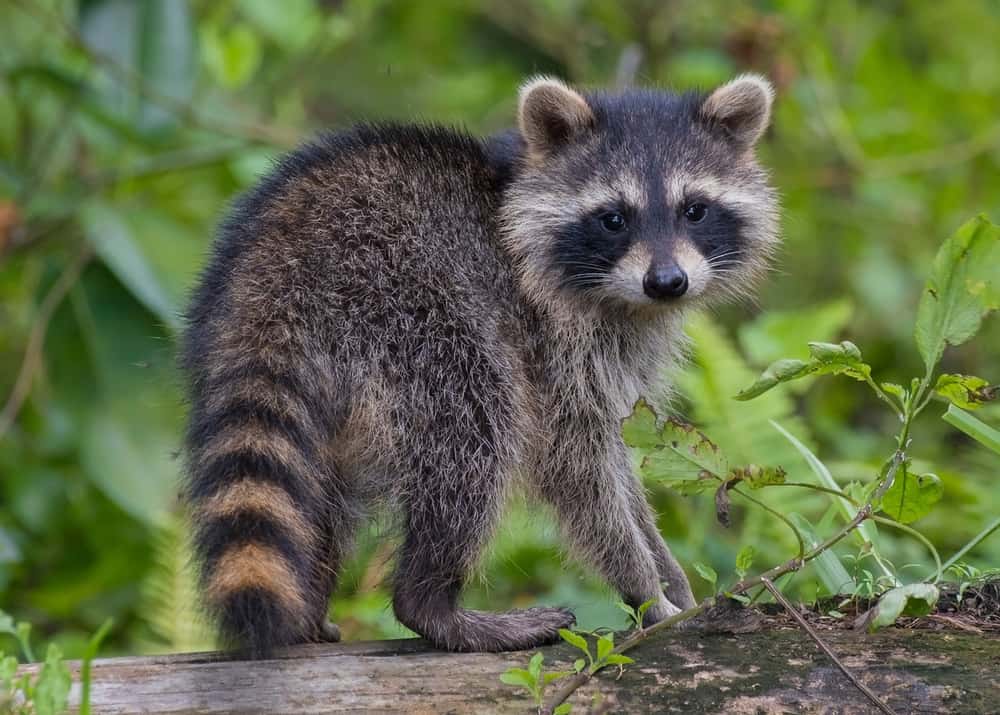This is a close look at a raccoon walking on a tree.