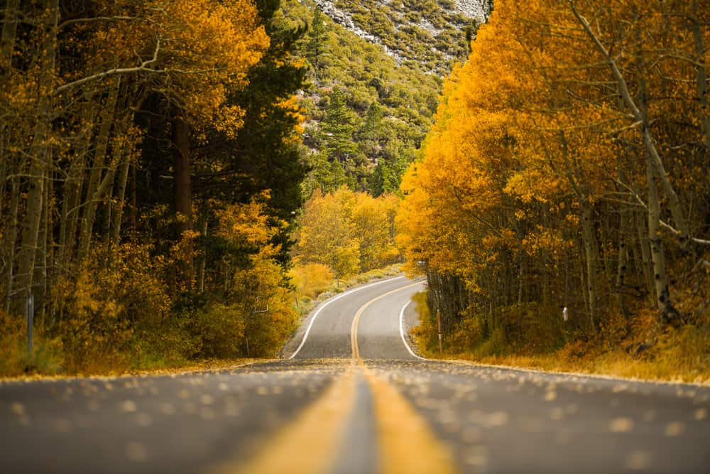 A road by June Lake, California flanked by trees during autumn.