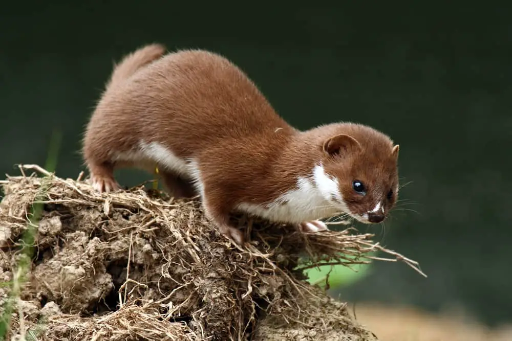 This is a close look at a brown weasel about to jump.