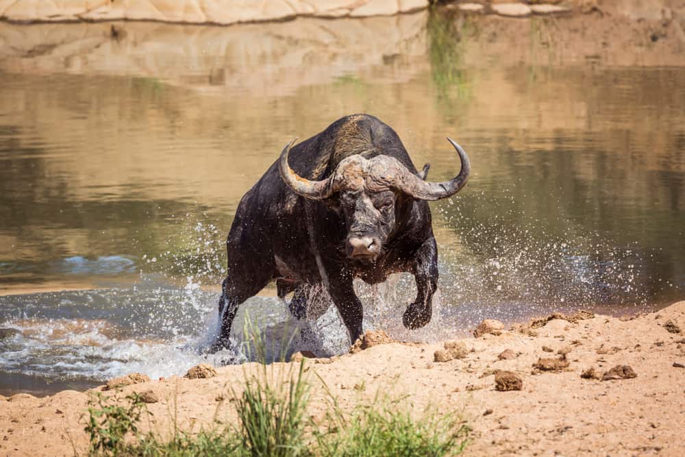 An African Buffalo charging from the water.